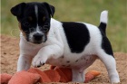 Krsn ttka Jack Russell k dispozici.