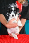 tata Jack Russell Terrier po ampionech s testy DNA s PP