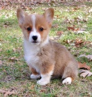 Prodm krsn tata Pembroke Welsh Corgi.