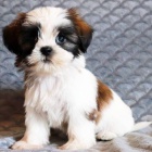 Prodm tata SHIH TZU