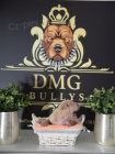 Americk bully / pitbulterir tata