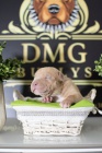 Americk bully / pitbulterir tata