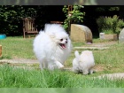 Pomeranian tata fenka