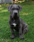 Cane corso s PP