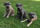 Cane corso s PP