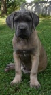 Cane corso s PP