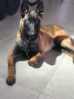 Belgick malinois tata