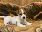 Kvalitn ttka Jack Russell.