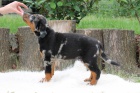 Beauceron s PP-ji k odbru