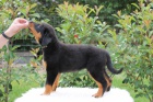 Beauceron s PP-ji k odbru