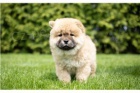 Chow Chow tata.