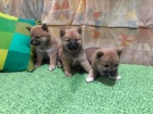 Shiba Inu tata na prodej