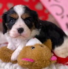 Prodm okovan tata feny a psa Cavalier King Charles Spaniel.