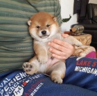 okovan tata fenky a samce shiba inu k adopci