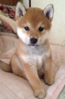 okovan tata fenky a samce shiba inu k adopci