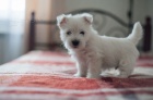 Prodm mini tata West Highland White Terriers