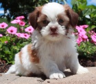 Prodm tata SHIH TZU