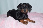 Krsn doberman Pinscher tata.