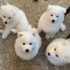 ڞasn Samoyed tata.