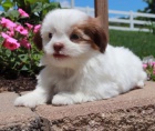 Prodm tata SHIH TZU