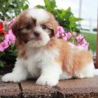 Prodm tata SHIH TZU