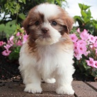 Prodm tata SHIH TZU