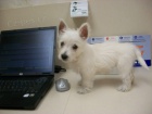 Prodm mini tata West Highland White Terriers