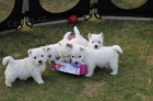 Prodm zdrav a oderven mini ttka West Highland White Terriers