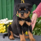 Krsn robustn ttka Rottweiler.