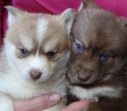 okovan tata Pomskies k adopci