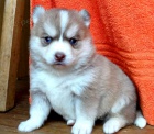 okovan tata Pomskies k adopci