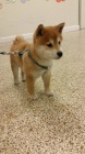 Prodm okovan tata shiba inu