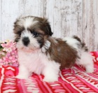 Prodm okovan a oderven tata SHIH TZU