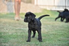 Cane Corso puppies