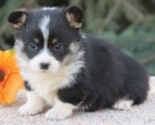 okovan krsn tata Pembroke Welsh Corgi na prodej.