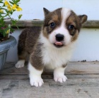 Pembroke Welsh Corgi tata.