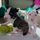 ڞasn tata Bullterrier.