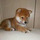 tata Shiba inu k adopci