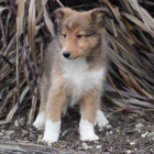 Zdravm, prodm oderven a okovan tata Sheltie.