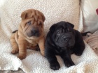 Prodm tata Shar-pei.