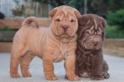 Prodm nsk tata Shar-pei.