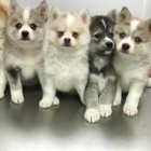 Prodm okovan a oderven tata mini Pomskies (kenec sibisk husky a pomeranian)