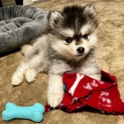 pomsky tata