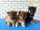 Registrovan japonsk tata #Shiba Inu na prodej