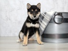 Registrovan japonsk tata #Shiba Inu na prodej