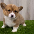 Prodm istokrevn tn Pembroke Welsh Corgi