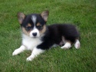 tata welsh corgi pembroke na prodej pobl m