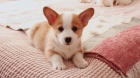 tata welsh corgi pembroke na prodej pobl m