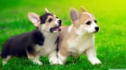 #Corgi tata s prkazem pvodu