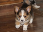 #Corgi tata s prkazem pvodu